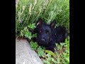 Scottish terrier puppy Notre Max ,11weeks ... likes to help :-) の動画、YouTube動画。