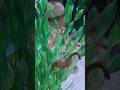 #seahorse #viral #viralvideo #trending #fyp