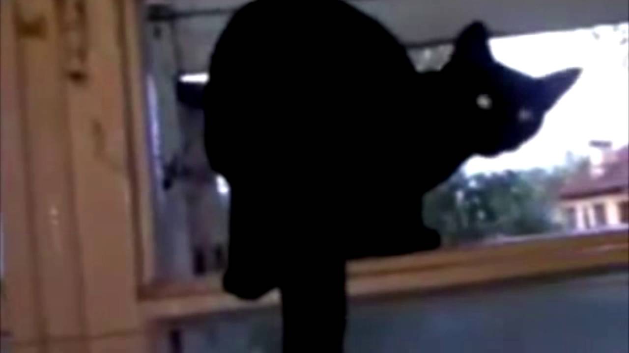 cat barking like a dog YouTube