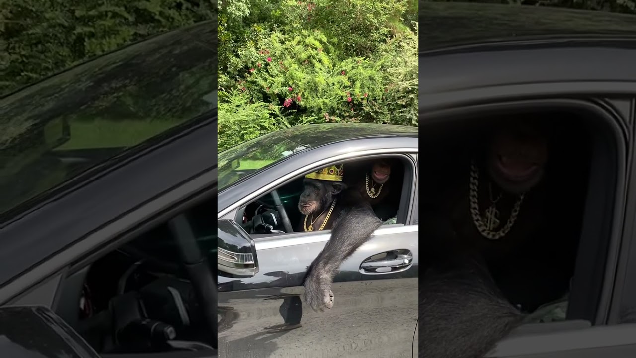 chimpanzee king driving a luxury car 