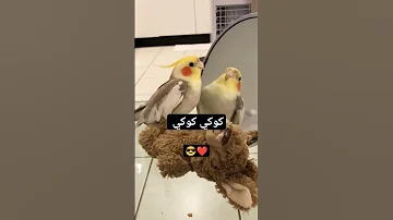 كوكي كوكي كروان Cockatiel Birds 