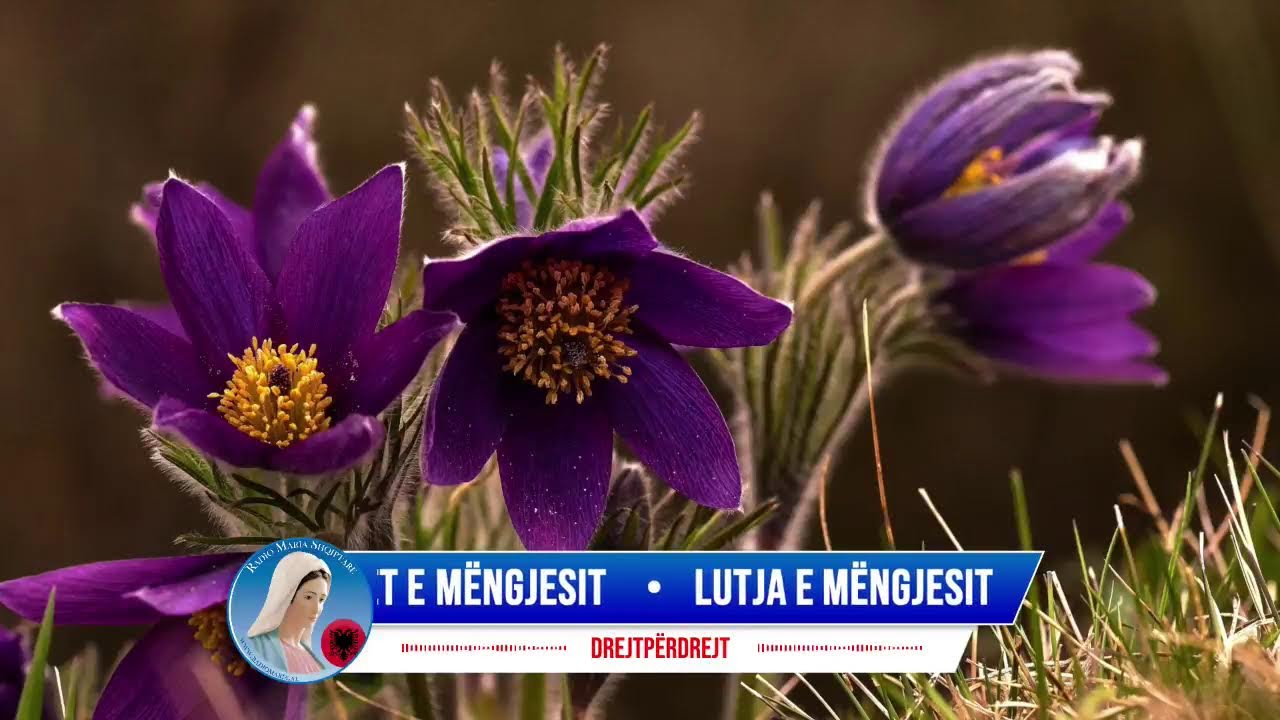 Lutja e mëngjesit, Engjëlli i Zotit & Lavdet e mëngjesit