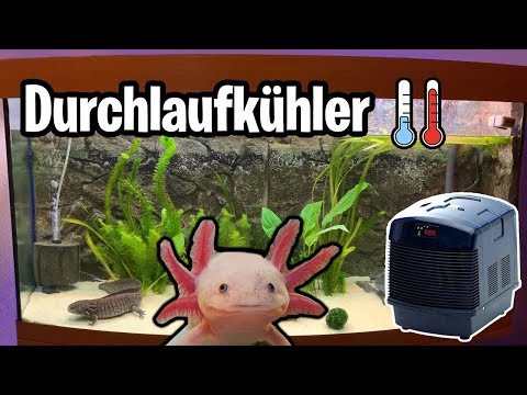 Axolotl Aquarium kühlen! Duchlaufkühler anschließen Tutorial