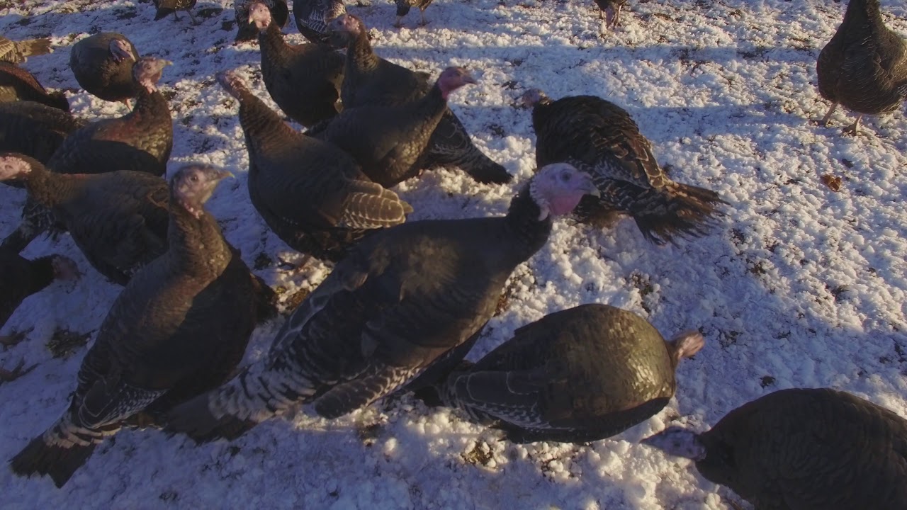 Dovecote Farm Shop & Cafe Barton in Fabis. Nottinghamshire YouTube