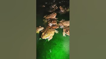 Tangkap katak lucu 😂 part 17 | frog funny | funny animal   #funny #shorts #shortvideo