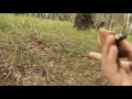 Лесопосадки Поганки Грибы нулевой день
