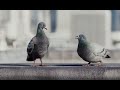Directv commercial 2024 one sick pigeon ad review