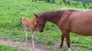 Прогулка на Кок-жайляу