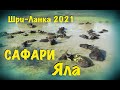 Шри-Ланка 2021 Сафари ЯЛА