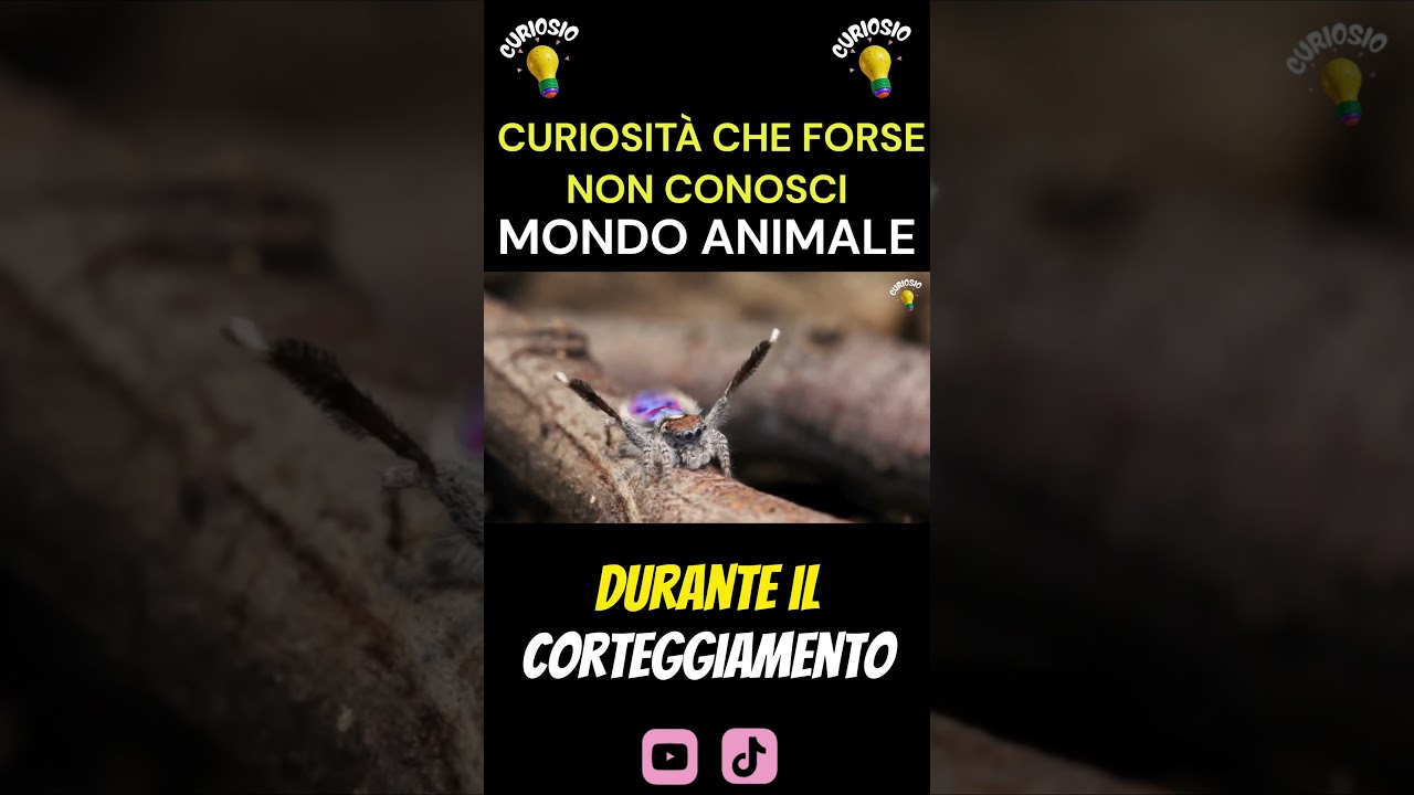 🕷️balletti stravaganti😂 la danza di corteggiamento del ragno pavone 🕺🕷️#shorts #short #documentario