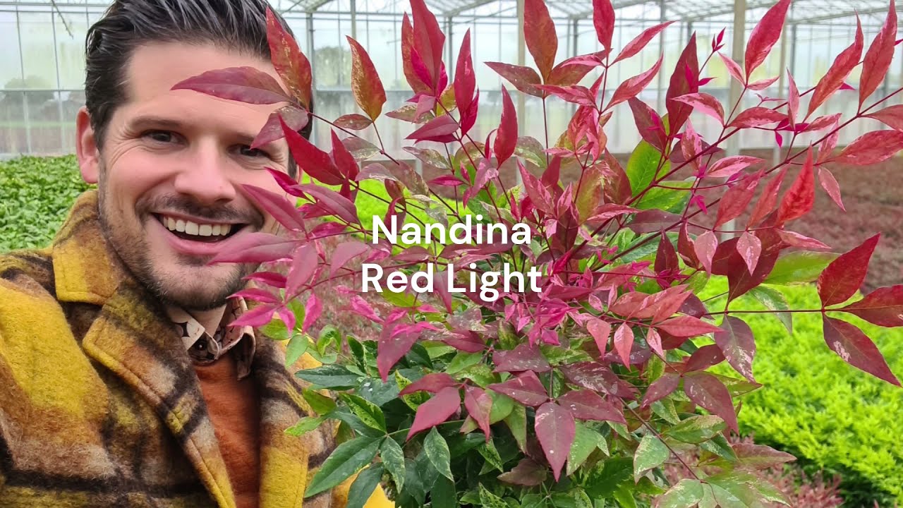 Introducing: Nandina Red Light