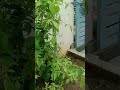 Married U Mokka Uses Youtube Short Videoрџ ЏрџЄ рџЄ рџЊє Married U Mokka Uses Youtube Short Videoрџ ЏрџЄ рџЄ рџЊє