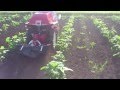 YANMAR A-10V+RU400AZ 中耕除草作業