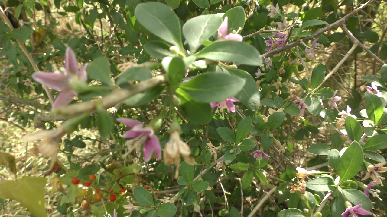 airshow schedule unknown bush with purple flowers on Fleam Dyke Historic Earthworks 15sep19 428p
