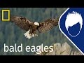 Bald Eagles (Episode 3) | wild_life with bertie gregory
