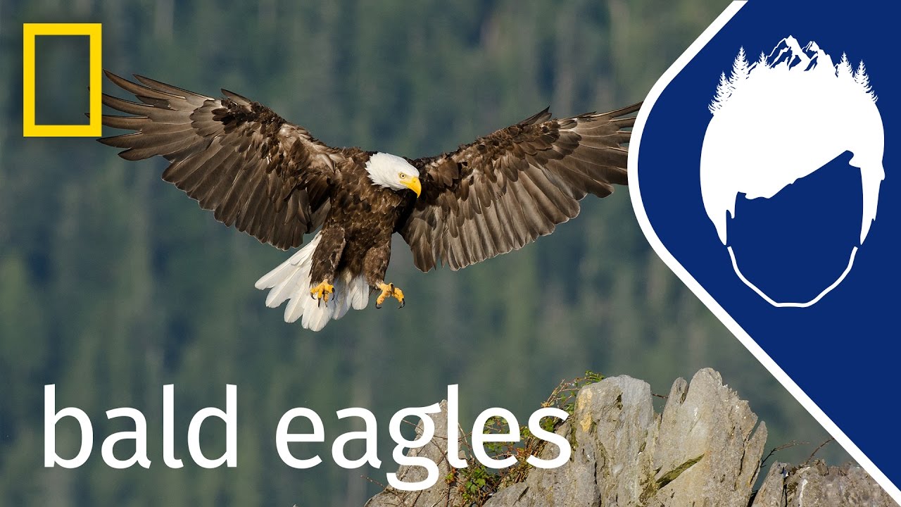 beautiful stock footage Bald Eagles (Episode 3) | wild_life with bertie gregory