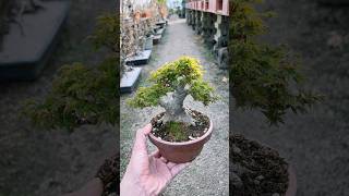 2026/03/21, 사자두 단풍나무(Shishigashira maple tree).