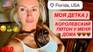 видео: 🐍#80 Моя Красавица, Моя Любовь, Моя Детка. ) КОРОЛЕВСКИЙ ПИТОН Ball Python. Совершенство. Змея Дома. картинка: 🐍#80 Моя Красавица, Моя Любовь, Моя Детка. ) КОРОЛЕВСКИЙ ПИТОН Ball Python. Совершенство. Змея Дома.