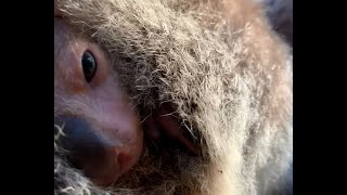 First look at Edinburgh Zoo’s koala joey