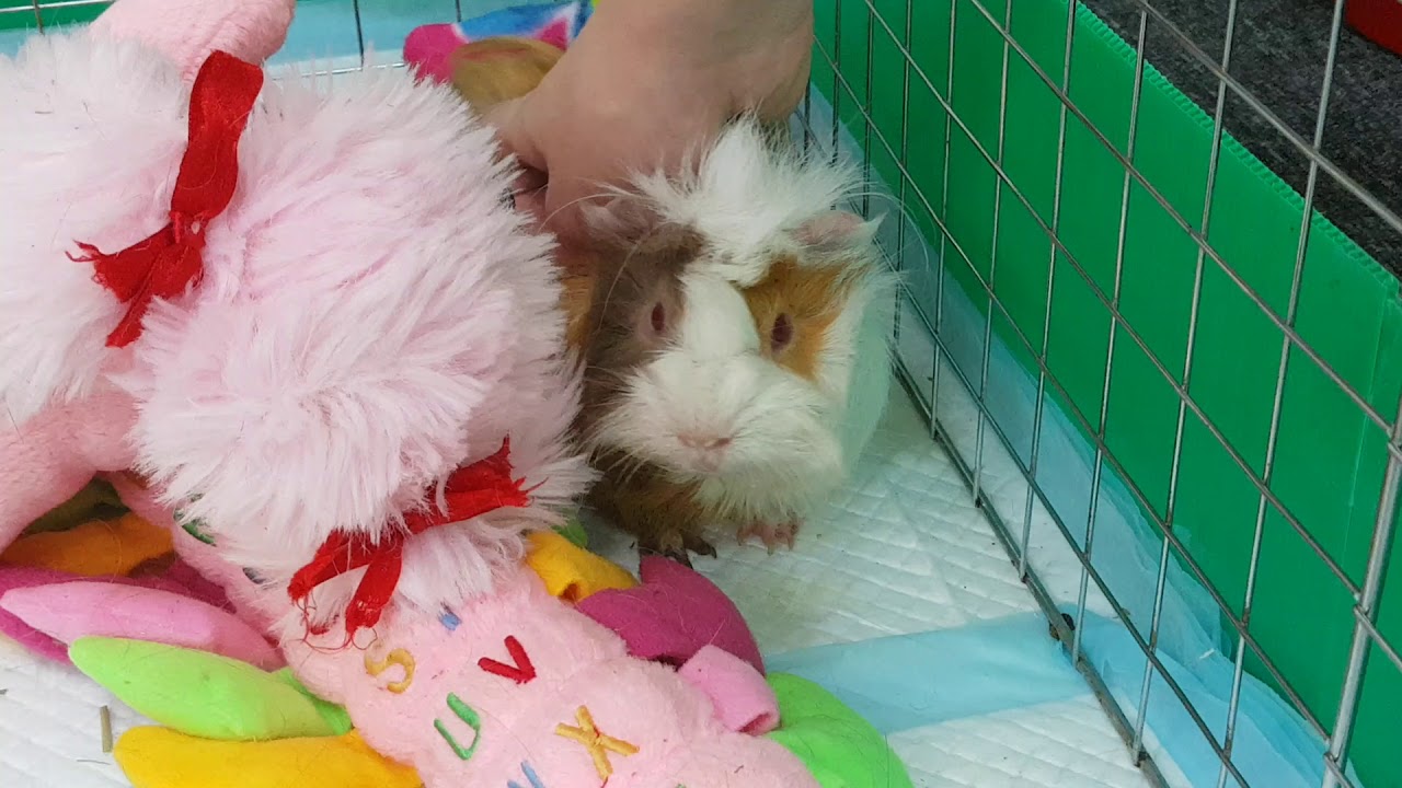 06 Guinea pig getting a massage from hooman YouTube