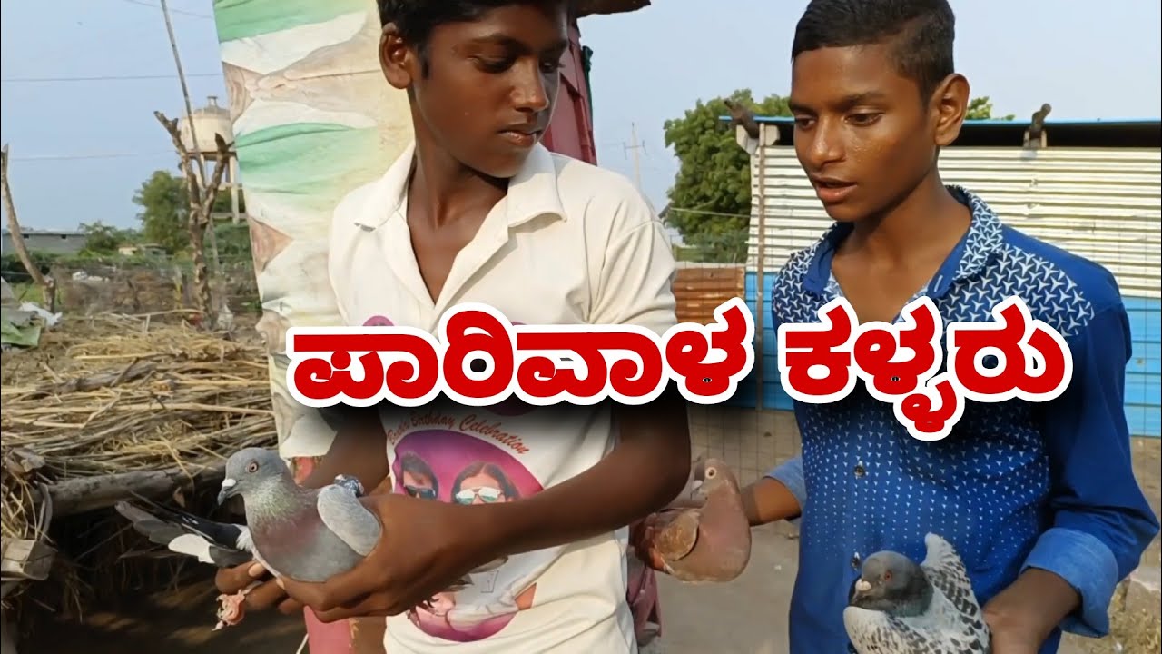 ||ಪಾರಿವಾಳ ಕಳ್ಳರು ||ಕನ್ನಡ ಕಾಮಿಡಿ ವಿಡಿಯೋ||