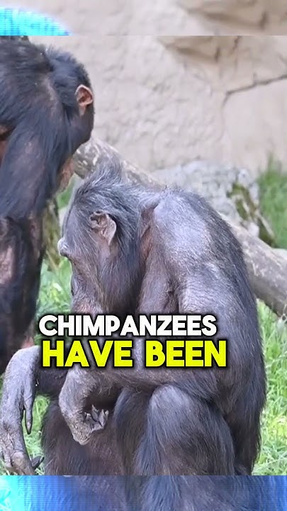 Why you can't keep chimpanzees as pets! Interesting facts #shorts - YouTube