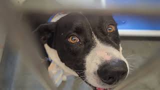 Acs A820627