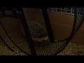 メタルサイレントホールで走るハリネズミ the hedgehog running in her metal silent wheel