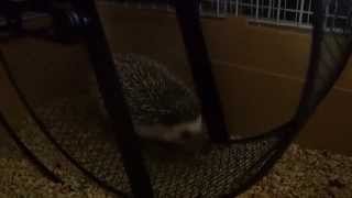 メタルサイレントホールで走るハリネズミ the hedgehog running in her metal silent wheel