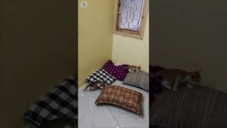 Amma Paasam Media Monkeys