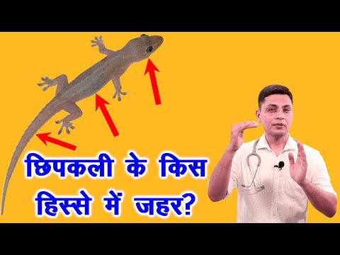 वीडियो: लंज छिपकली क्यों है?