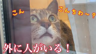 初めて外にいる飼い主を見つけた猫の反応がかわいい