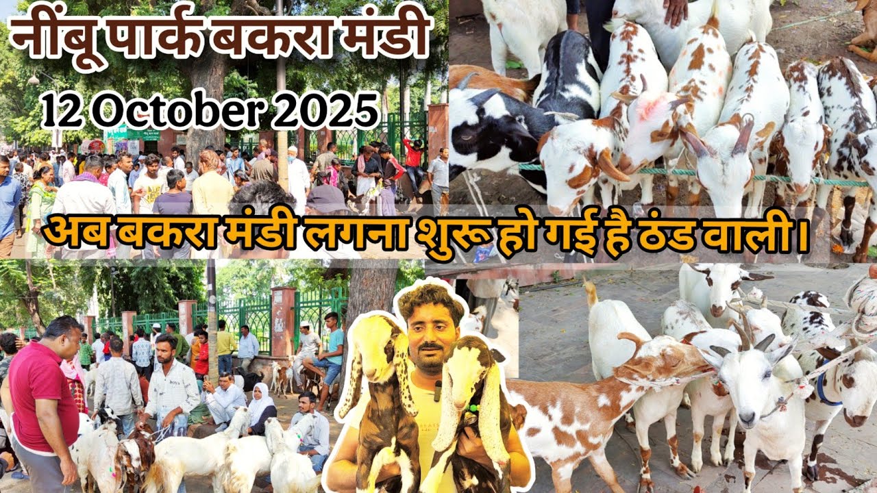 लखनऊ बकरा मंडी 12 October 2025 sunday आज बकरा मंडी काफी बड़ी लगी, सबसे सस्ते बकरे आज मिल रहे थे