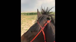 Красивые лошади.Казахстан