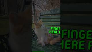 Checking Your Cats Pulse A Simple Guide Knowing your cats pulse can help you spot...