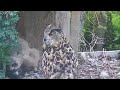 Kassikakk::Eagle Owl~Hanna brings a raven as prey~10:22 pm 2024/05/19