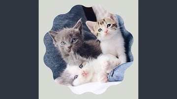 Pulsating Music for Happy Cat