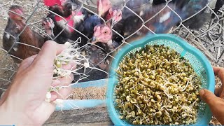 How to grow bean sprouts for chicken help grow fast yourself at home