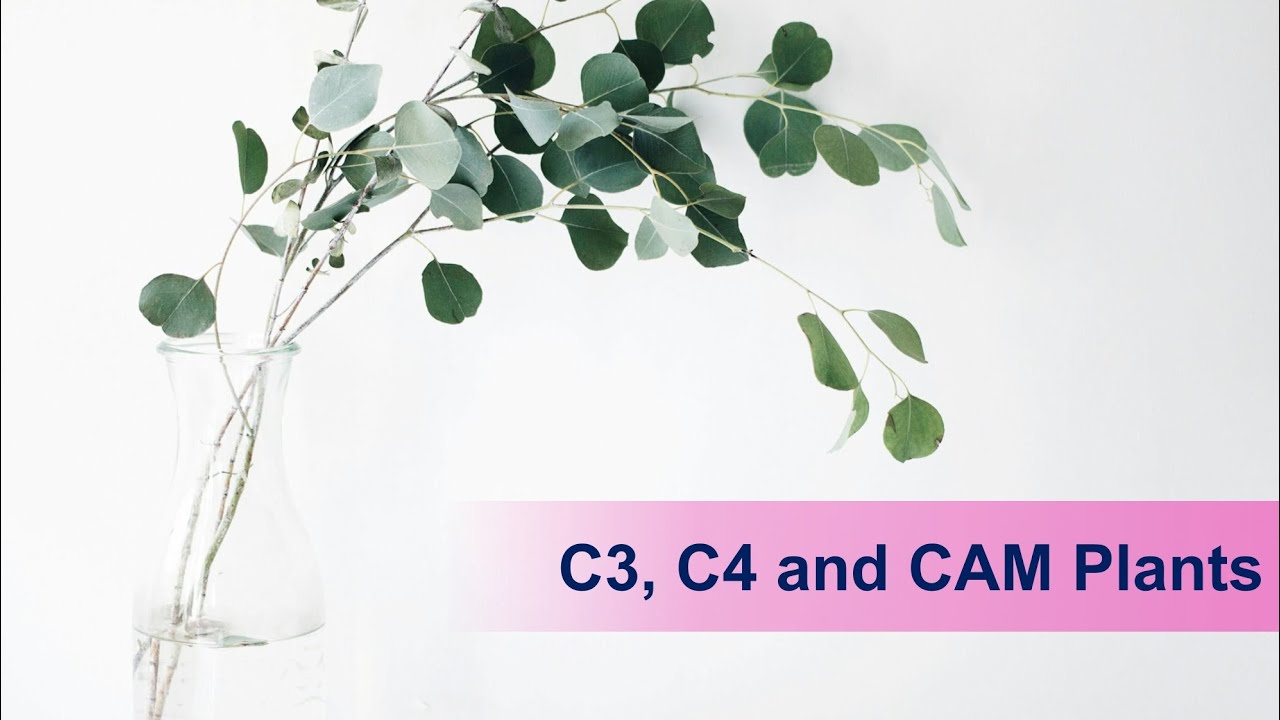 C3, C4 and CAM Plants | Plant Physiology #agriculture - YouTube