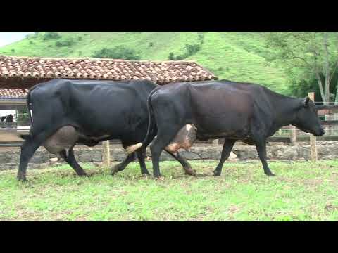 LOTE 25   FAZENDA DA CACHOEIRA