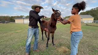 How to Accurately Predict a Horse's Adult Height