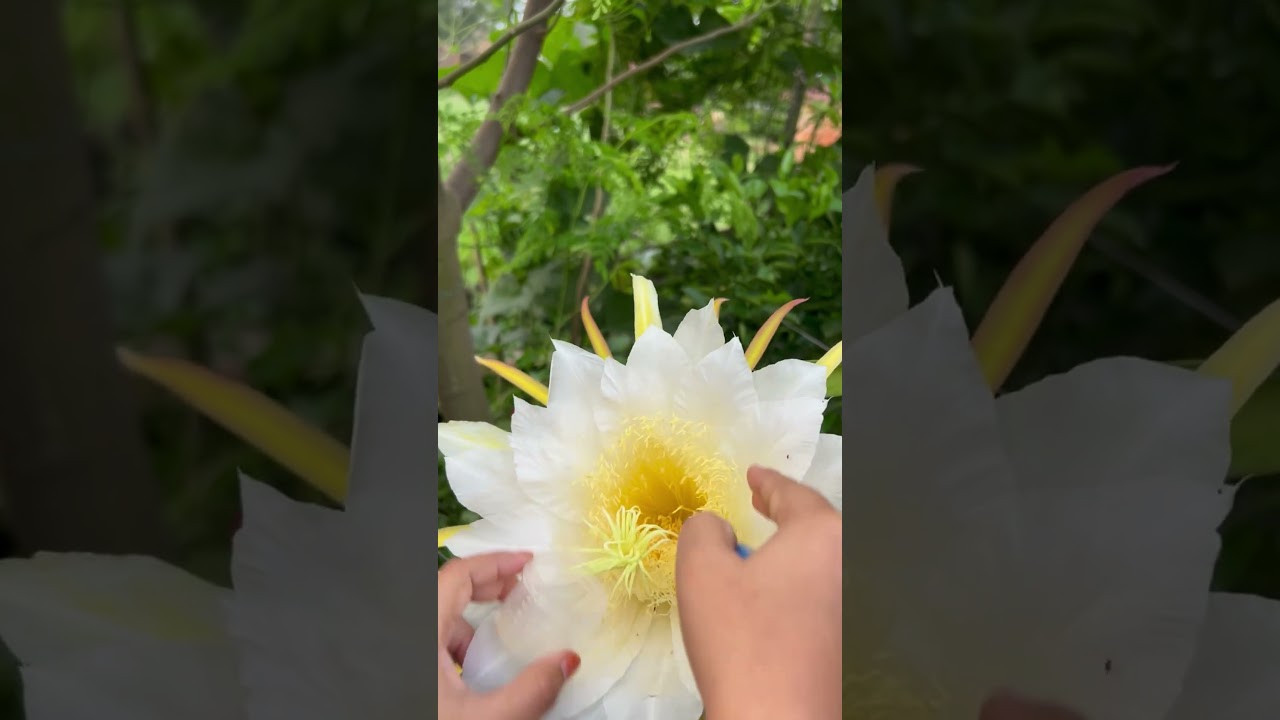 How to collect and store dragon fruit pollen