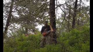 Felling & Bucking Dead Trees on the Mountain and Stacking With the Mahindra 1635 by Timberline Mountain Life 711 views 3 months ago 13 minutes, 11 seconds