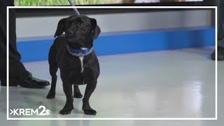 Meet Rory A 2-Year-Old Daschund-Terrier Mix
