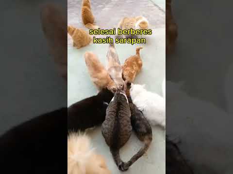 rutinitas pagi emak kucing #cat #kucing #kucinglucu #miumeow #catroom
