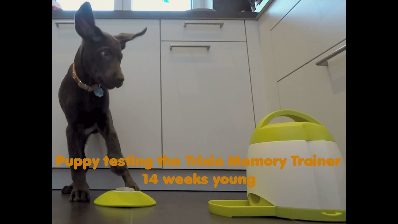 trixie memory trainer for dogs