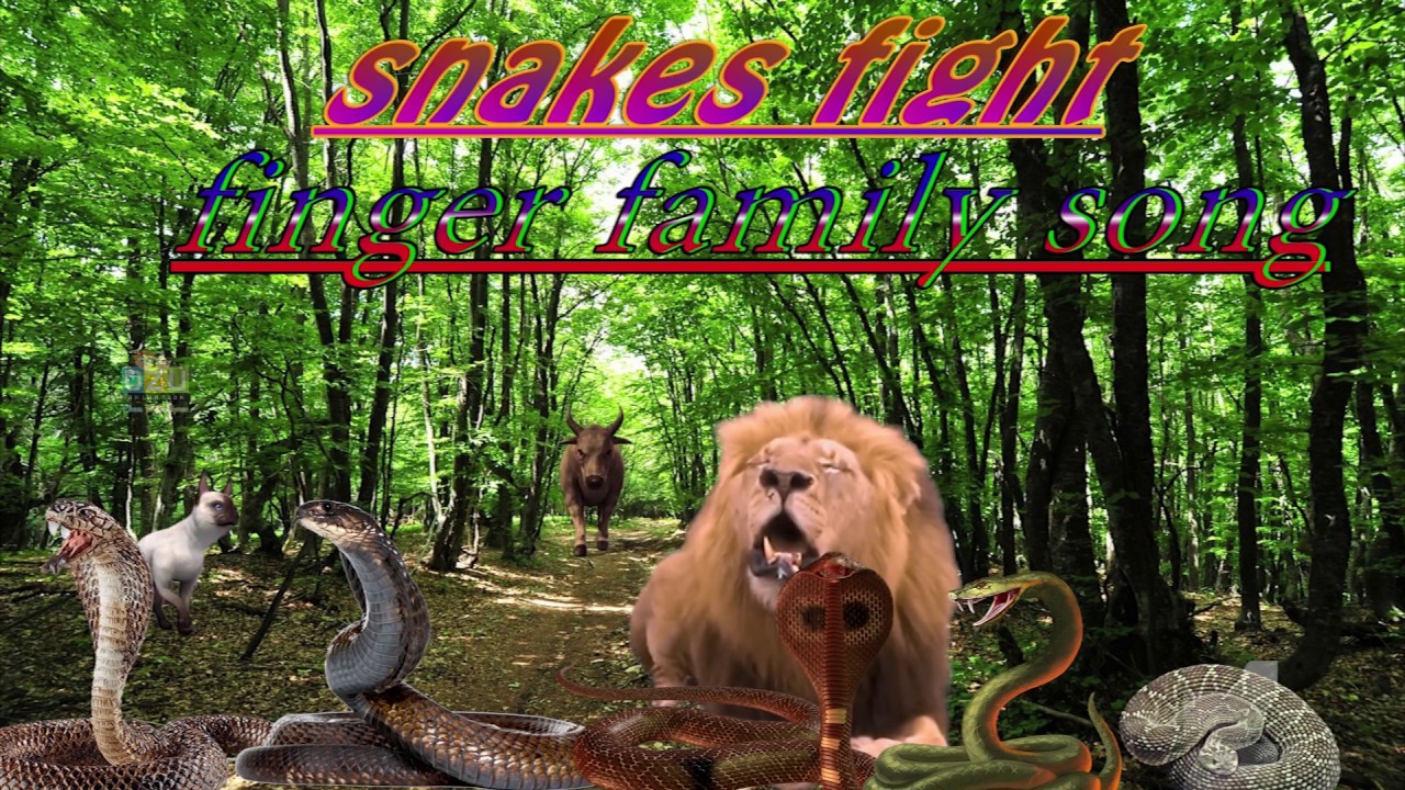 Snakes Fight Finger Family Song Rhymes || Nursery Rhymes For Kids - YouTube