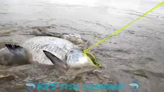 Mettur dam Katla 🦈meen (big size meen) screenshot 2