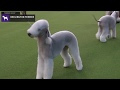 Bedlington Terriers | Breed Judging 2020 の動画、YouTube動画。