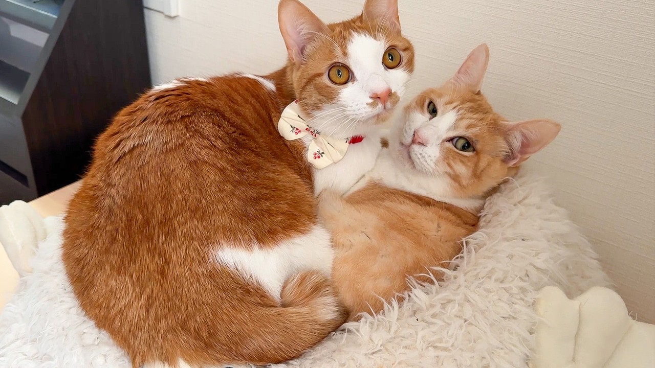 When I woke up in the morning, there was a cat on top of another